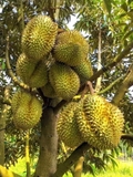 featured image thumbnail for post Cara Mengawinkan Bibit Durian